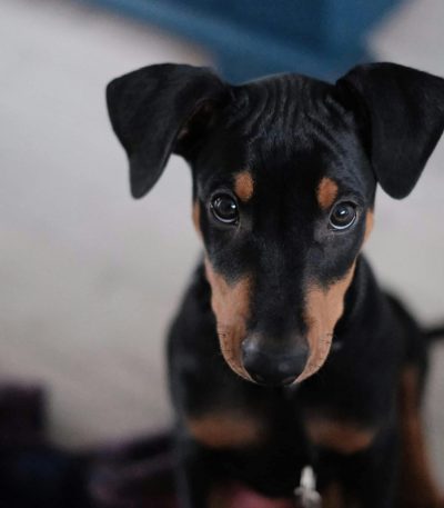 muscular european doberman puppy Tamil Nadu puppy with sleek black and tan markings at Pets Online
