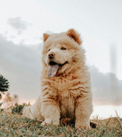 cream chow chow tamil nadu