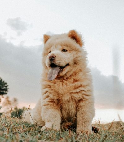 cream chow chow tamil nadu
