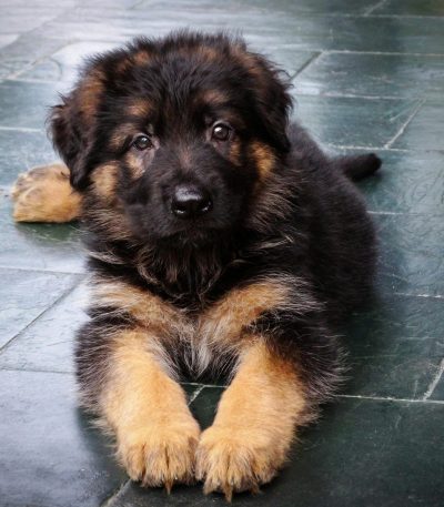 Shepherd Puppy/Adult - Black and Tan