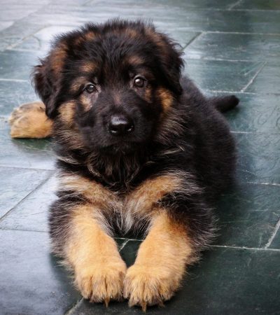 German Shepherd Puppy Price & Availability In Tamilnadu