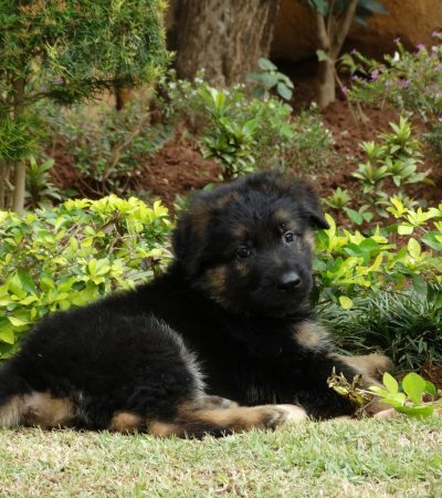 German Shepherd black & tan
