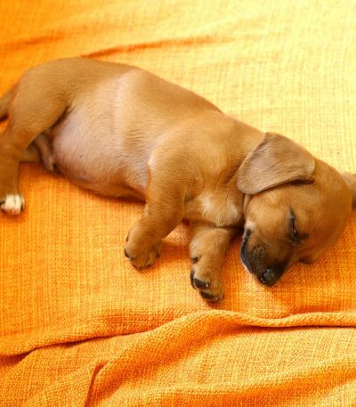 Dachshund Puppy /Adult | - Chocolate