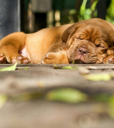 french mastiff puppy tamil nadu with massive wrinkled head and powerful heavy bone structure