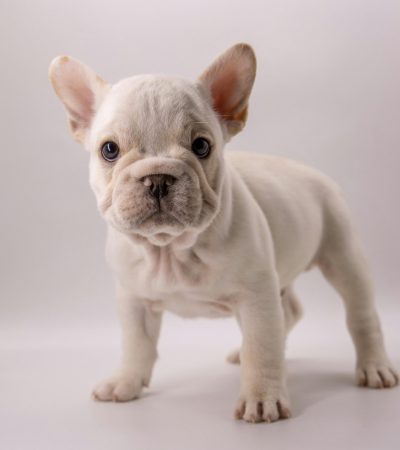 French Bulldog Puppy / Adult | White Color
