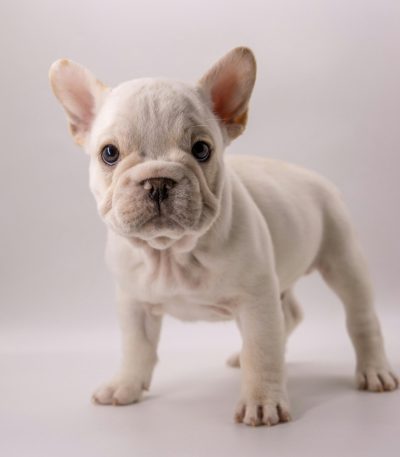 French Bulldog Puppy / Adult | White Color