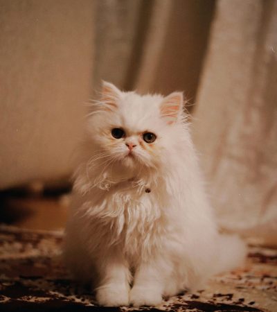punch face persian cat tamil nadu