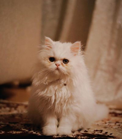punch face persian cat tamil nadu