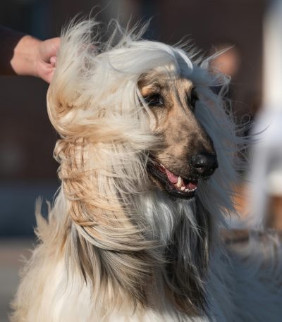Afghan Hound - Gold