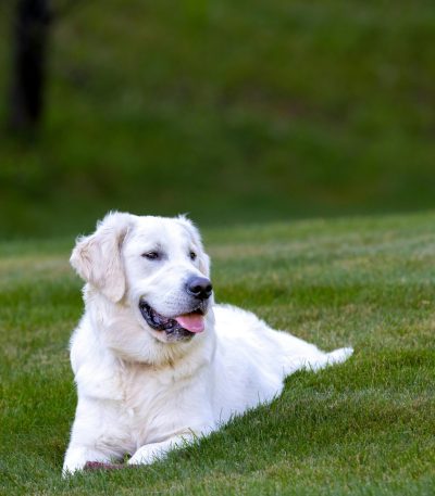 Labrador Retriever Puppy / Adult - White