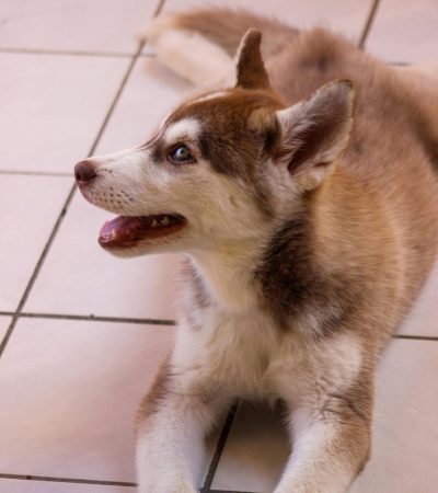 Siberian Husky Copper & White