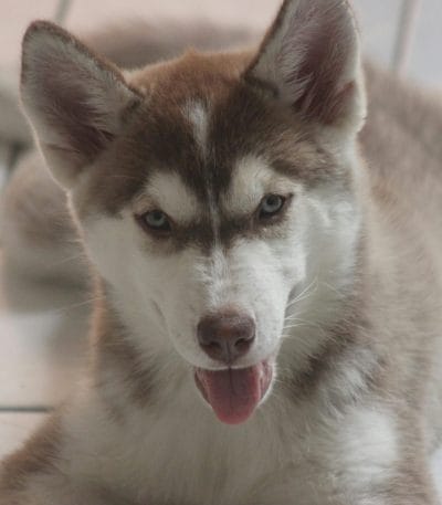 Siberian husky copper tamil nadu puppy with a thick woolly coat and striking copper markings