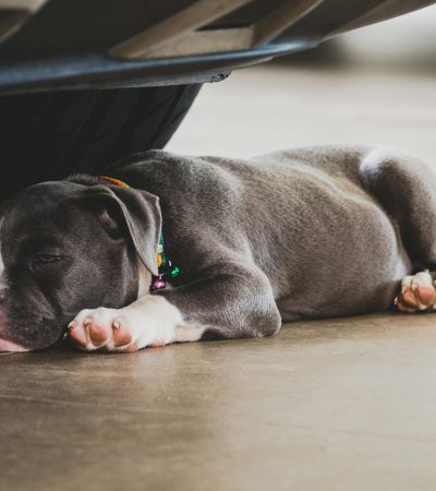 american bully standard size puppy tamil nadu