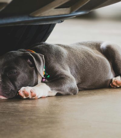 american bully standard size puppy tamil nadu