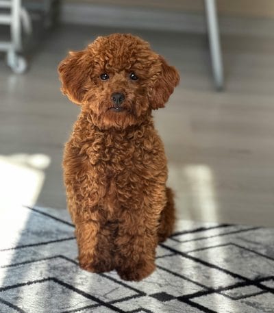 toy poodle puppy tamil nadu showing a curly apricot coat and petite frame