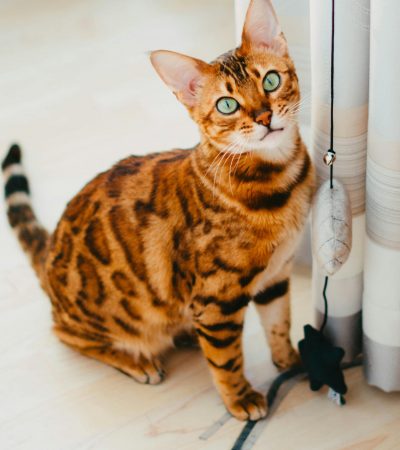 Bengal Cat Kitten/Adult