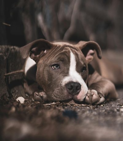 American Bully Pocket Size Puppy