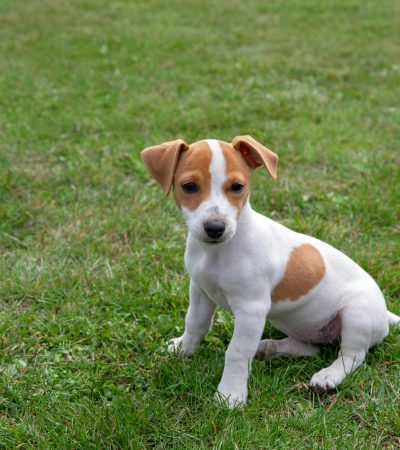 Jack Russell Terrier Puppy Price & Availability In Tamilnadu