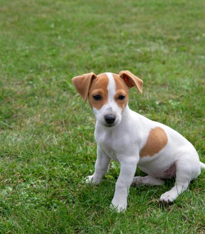 Jack Russell Terrier Puppy Price & Availability In Tamilnadu