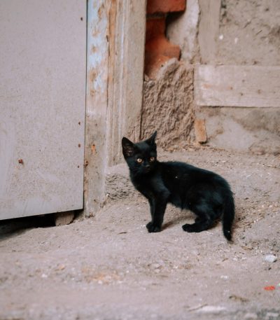 bombay cat tamil nadu