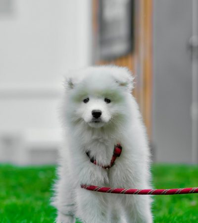 samoyed puppy tamil nadu