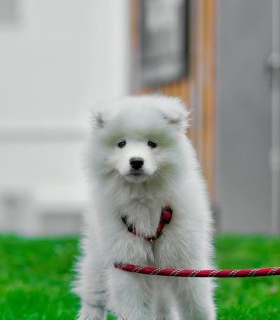 samoyed puppy tamil nadu