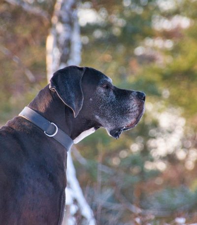 Great Dane Puppy /Adult | Black Color