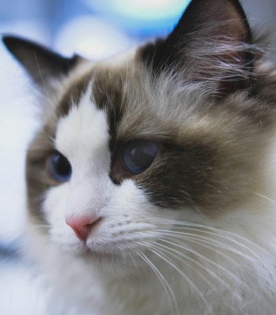 Himalayan Cat Kitten/Adult