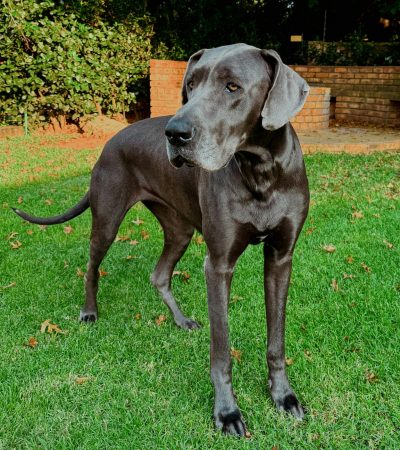 black great dane tamil nadu puppy with a sleek jet-black coat and powerful heavy bone structure