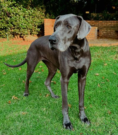 black great dane tamil nadu puppy with a sleek jet-black coat and powerful heavy bone structure