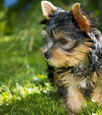 yorkshire terrier puppy tamil nadu showing a silky blue and tan coat and compact size