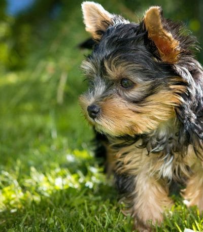 yorkshire terrier puppy tamil nadu showing a silky blue and tan coat and compact size