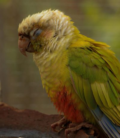 Green Cheek Conure Pair