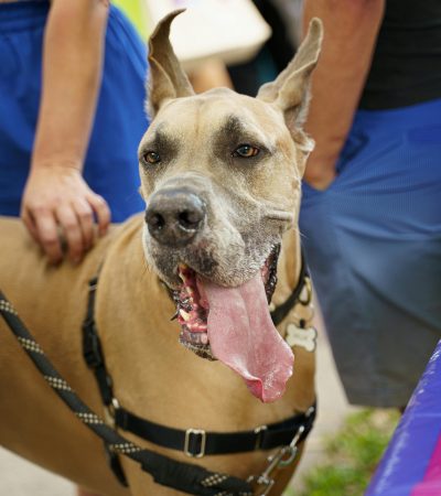 fawn great dane tamil nadu puppy with a golden tan coat, black mask, and powerful heavy bone structure