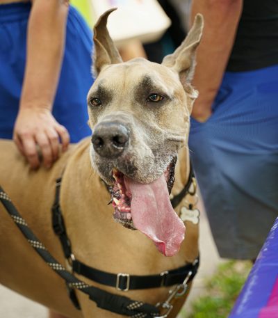 fawn great dane tamil nadu puppy with a golden tan coat, black mask, and powerful heavy bone structure