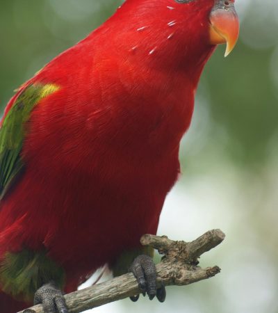 Red Lorikeet