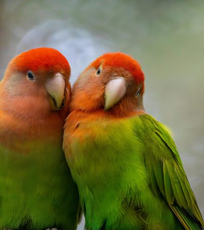 African Love Birds Price & Availability In Tamilnadu