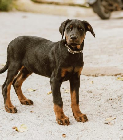 Doberman Pinscher Puppy /Adult | Black & Rust Color