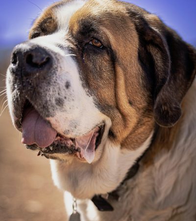 saint bernard puppy tamil nadu with a broad head, heavy bone structure, and classic mask