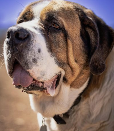 saint bernard puppy tamil nadu with a broad head, heavy bone structure, and classic mask