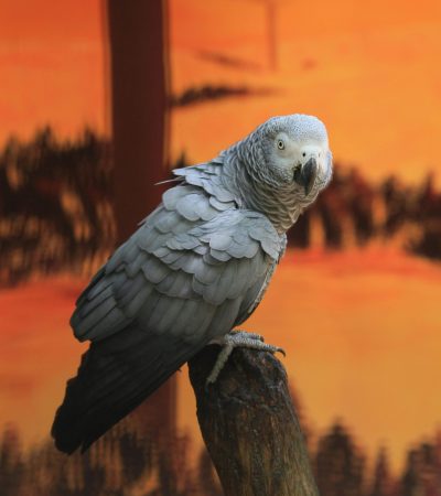 african grey parrot tamil nadu