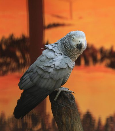 african grey parrot tamil nadu