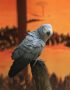 african grey parrot tamil nadu