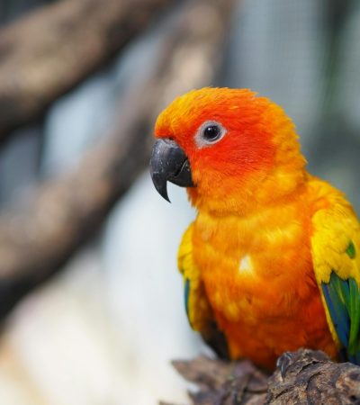 sun conure tamil nadu