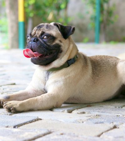 Pug Puppy /Adult | Fawn Color