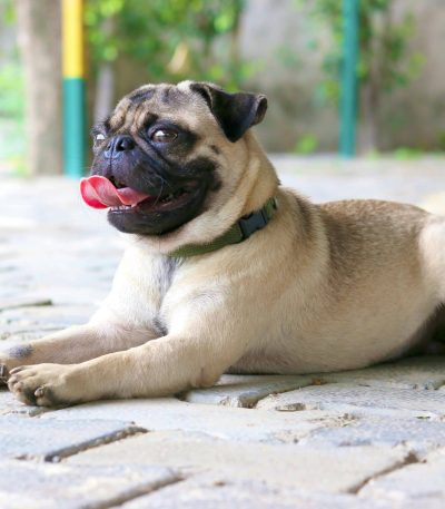 Pug Puppy /Adult | Fawn Color