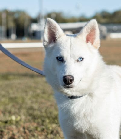 white brown eye husky tamil nadu puppy with deep brown eyes and a clean white standard coat
