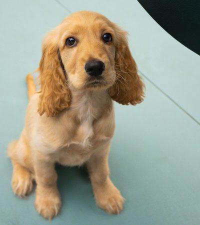 Cocker Spaniel Puppy / Adult | Golden Color