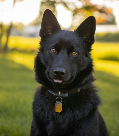 pure black german shepherd tamil nadu