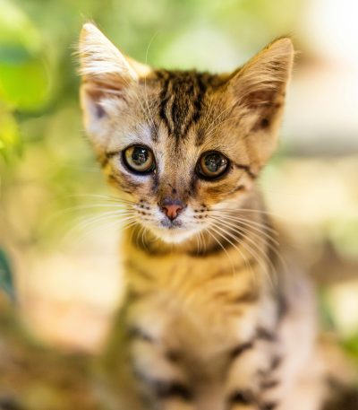 bengal cat tamil nadu